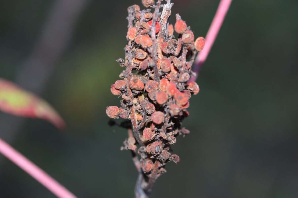 Fall Fruits<br>(Location of Picture: LBJ Grasslands, Wise Co, Texas, '11)