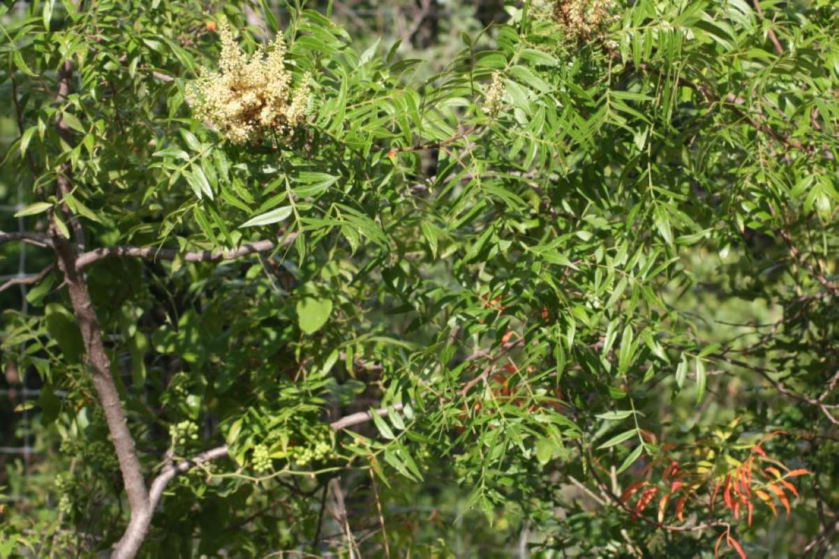Branch<br>(Location of Picture: NC, Tarrant Co, Texas, 2011)