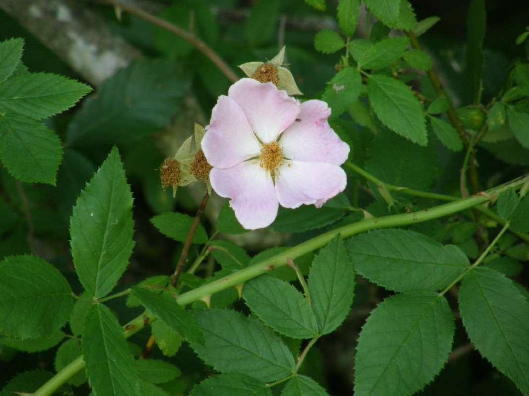 Stem<br>(Location of Picture: Bob Sandlin State Park, Texas, 2011)