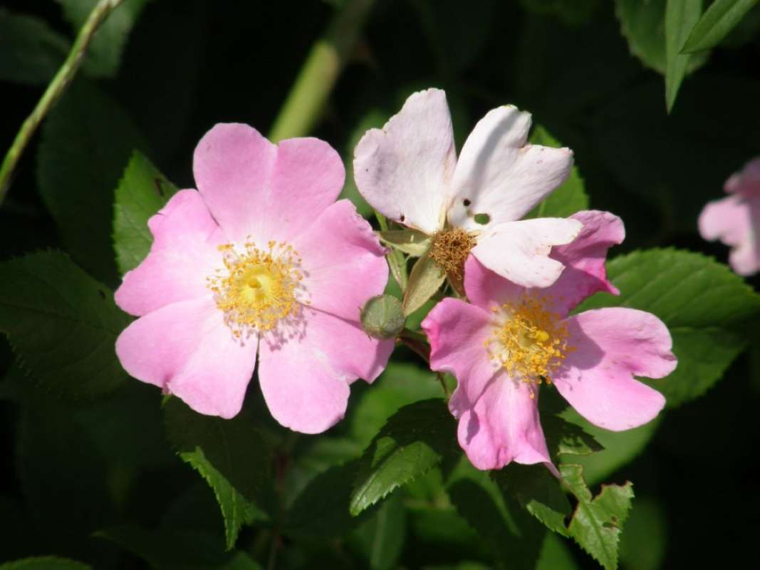 Top of Plant in Bloom<br>(Location of Picture: Bob Sandlin State Park, Texas, 2011)