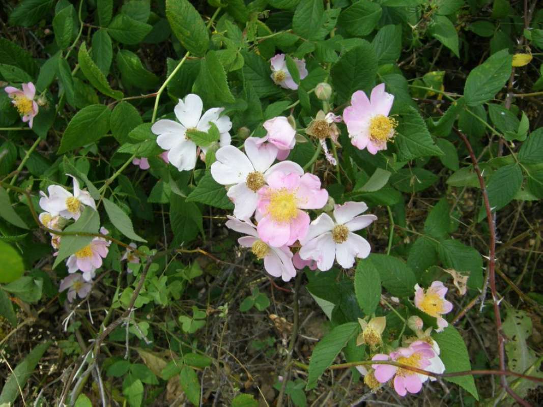 Habitat View<br>(Location of Picture: Bob Sandlin State Park, Texas, 2011)