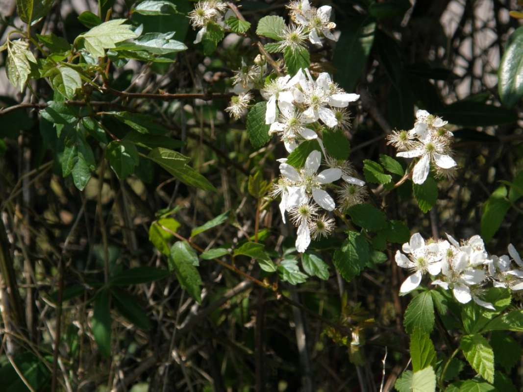 Top of Plant in Bloom<br>(Location of Picture: East Texas, USA,   2011)