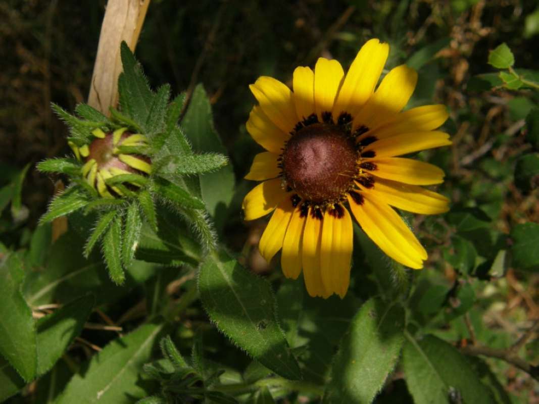 Flower - Front View - Rays with Black Base<br>(Location of Picture: North eastern Texas, 2011)