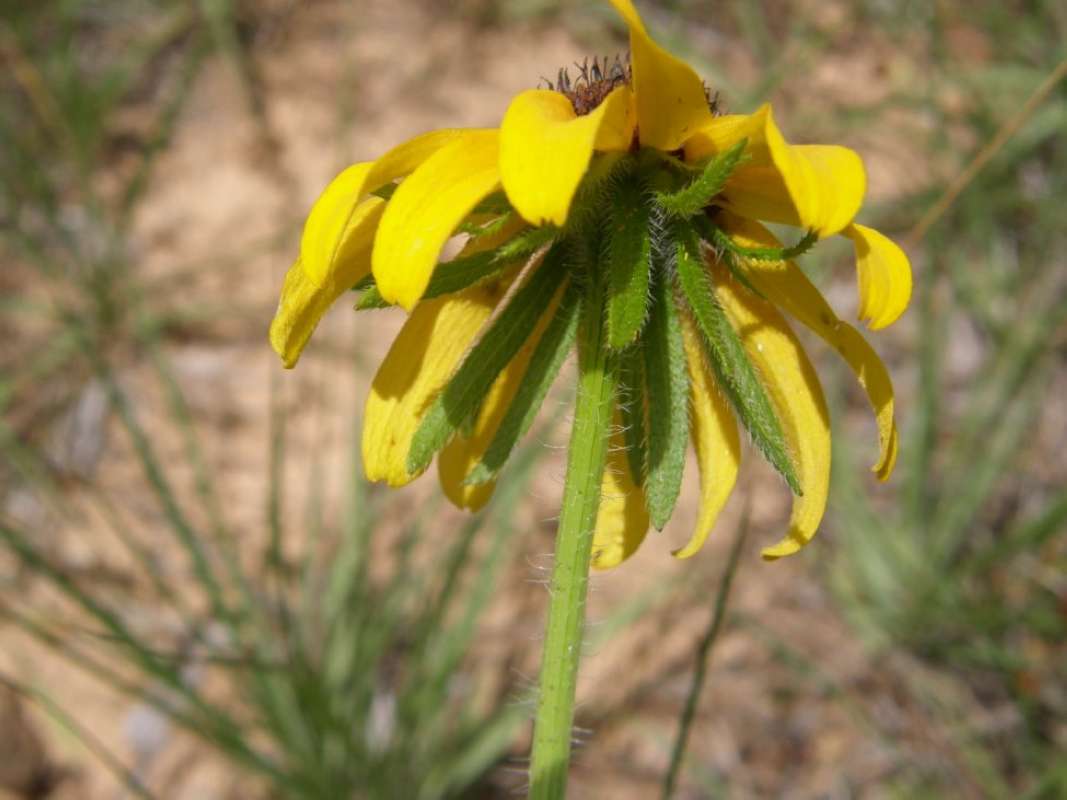 Flower - Side View<br>(Location of Picture: North eastern Texas, 2011)
