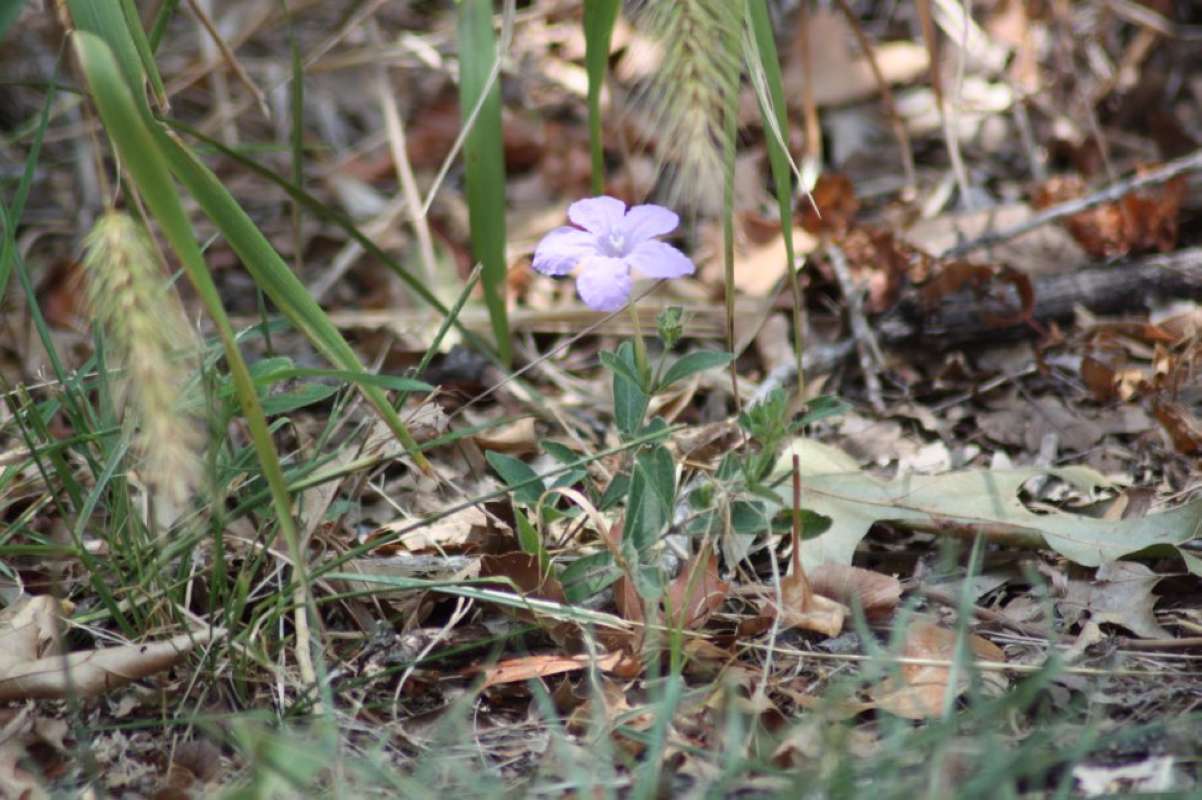 Habitat View<br>(Location of Picture: Near Dallas, Texas, 2011)