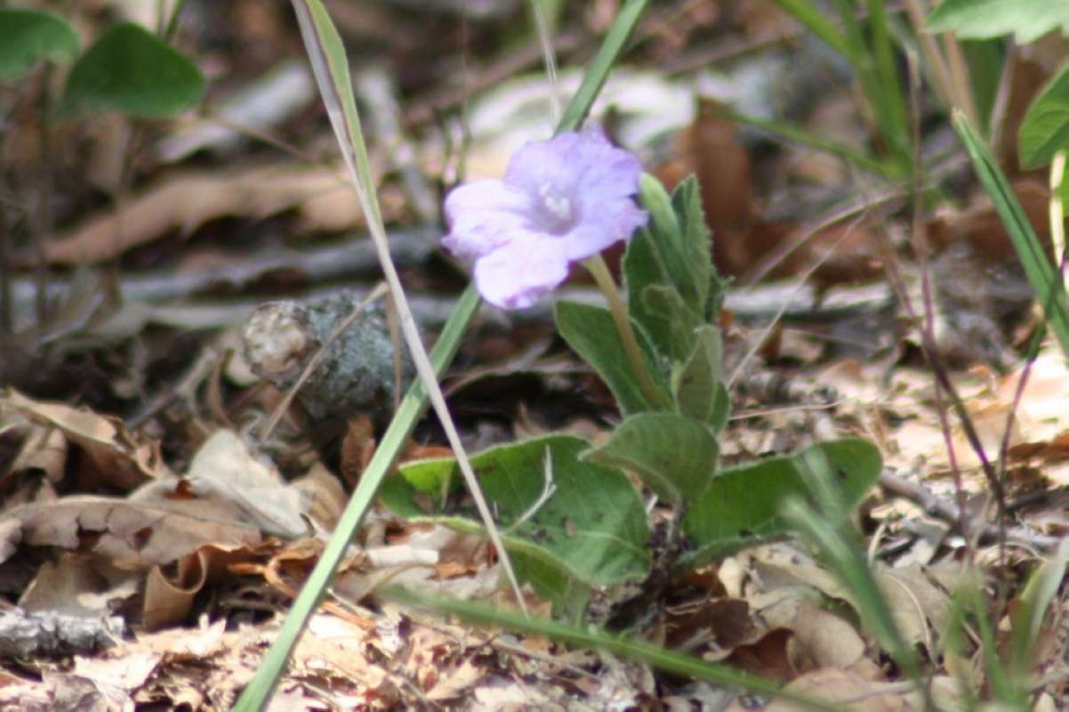 Silhouette<br>(Location of Picture: Near Dallas, Texas, 2011)