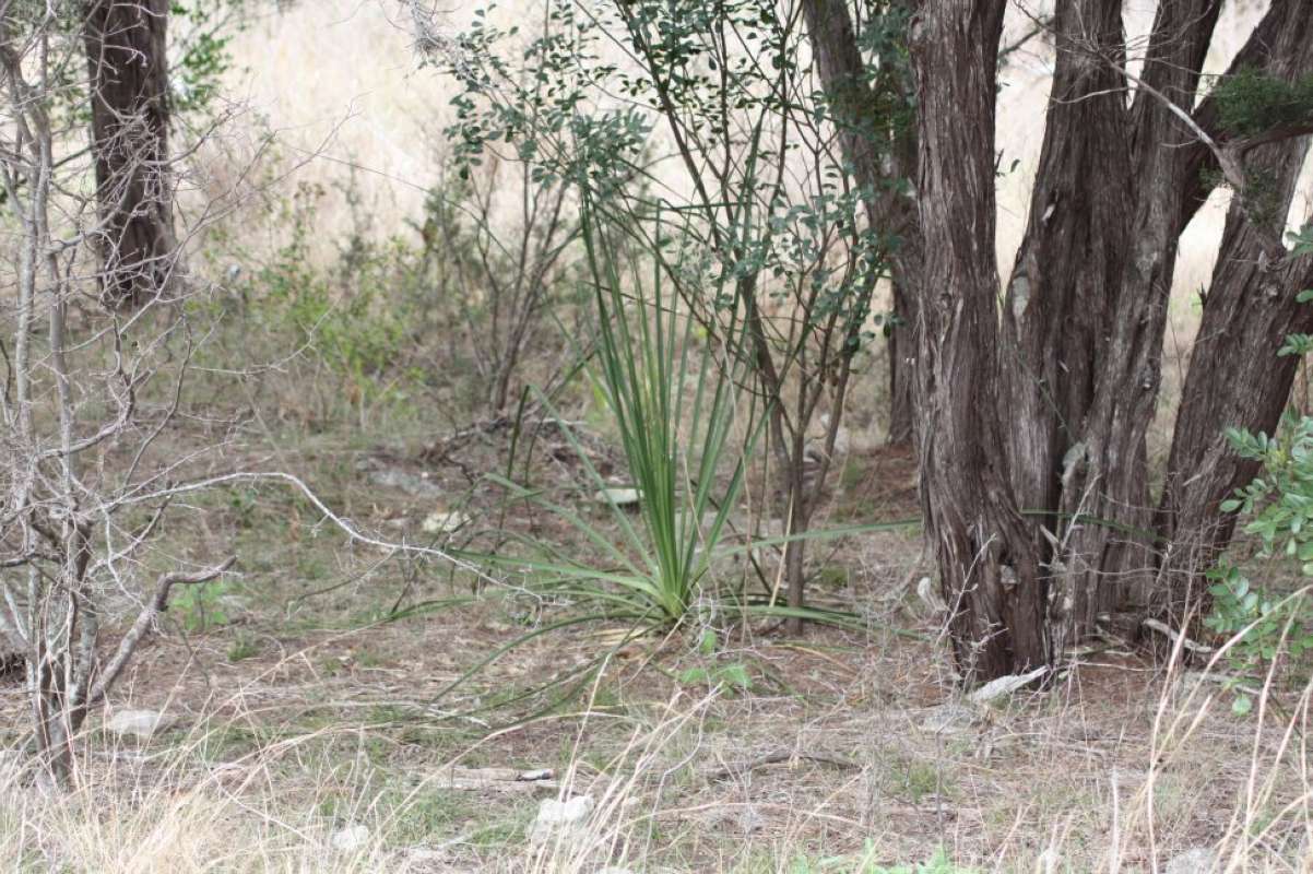 Habitat<br>(Location of Picture: Southern Texas, USA, 2011)