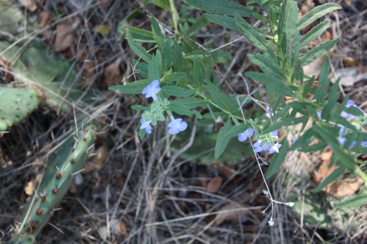 Habitat View<br>(Location of Picture: Nature Center, Tarrant Co, Texas)