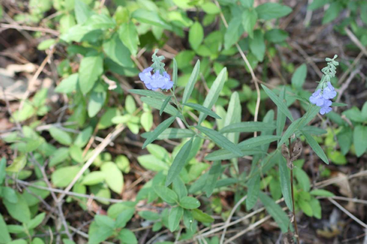 Top of Plant in Bloom<br>(Location of Picture: NC, Tarrant Co, Texas, USA, 2011)