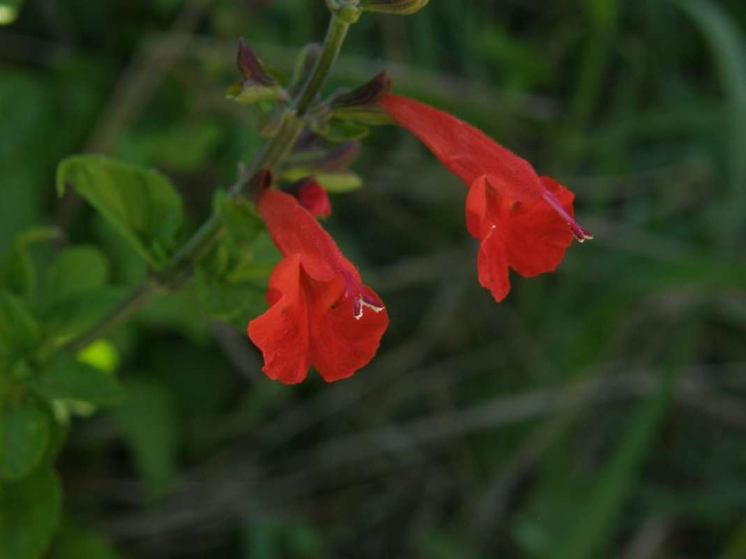 Flower<br>(Location of Picture: Roadside, Goliad Co, Texas, 2011)