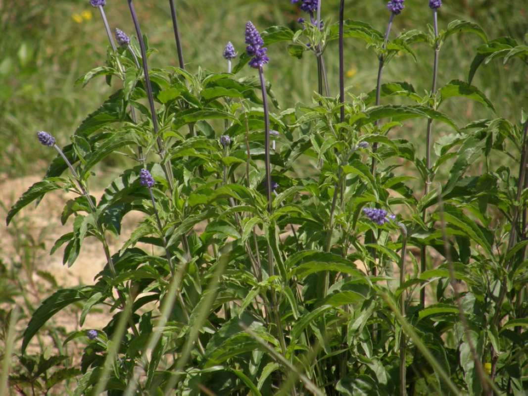 Top of Plant in Bloom<br>(Location of Picture: Athens, Henderson Co, Texas, 2011)