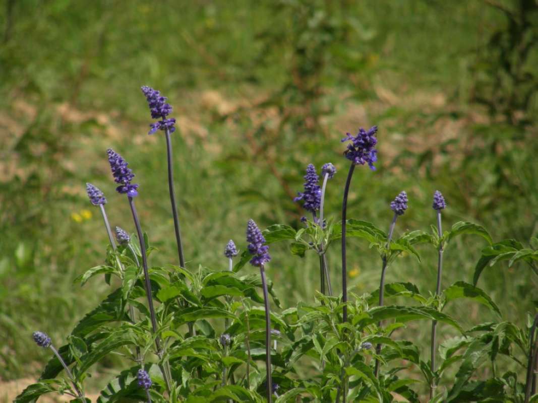 Flower Stalks - Side View<br>(Location of Picture: Athens, Henderson Co, Texas, 2011)