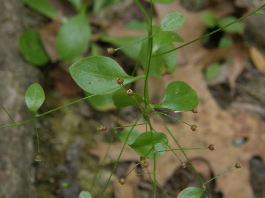 Stem and Leaf<br>(Location of Picture: Lockhart SP, Caldwell Co, Texas)
