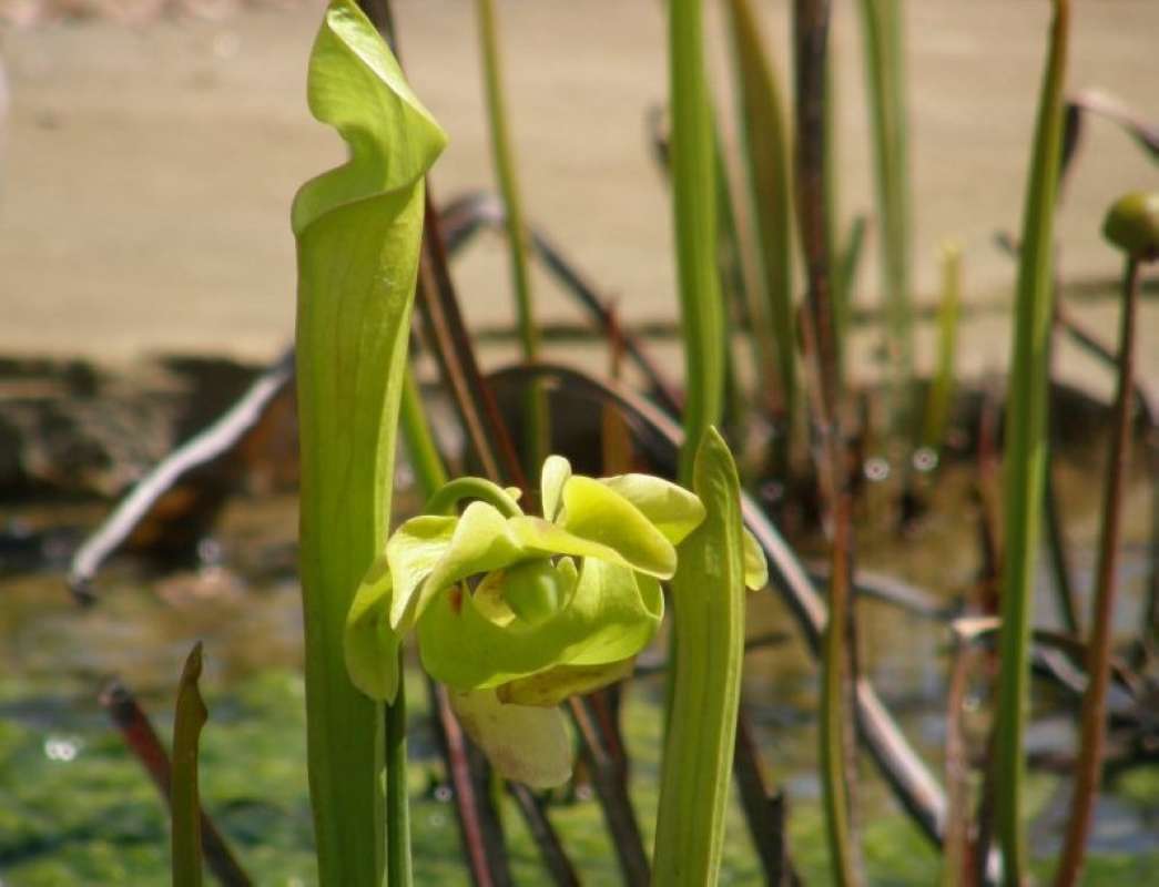 Flower - Front View<br>(Location of Picture: Athens, Texas, USA, 2011)