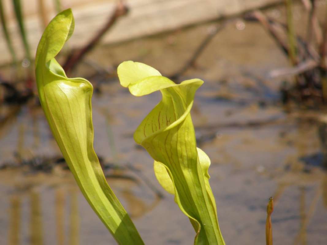 Pitchers<br>(Location of Picture: Athens, Texas, USA, 2011)