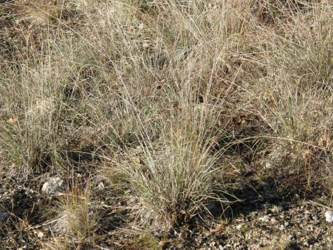 Habitat View<br>(Location of Picture: Eagle Mnt Park, Texas, 2011)