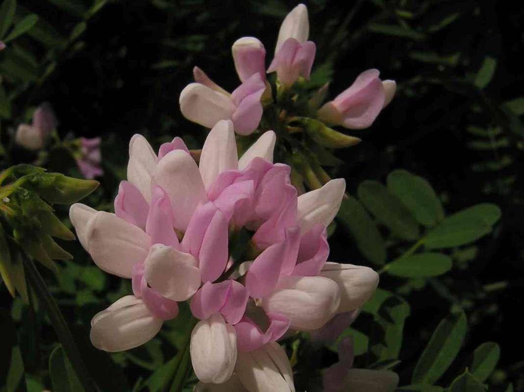 Flowers - Angle View<br>(Location of Picture: Tarrant Co, Texas, USA, 2011)