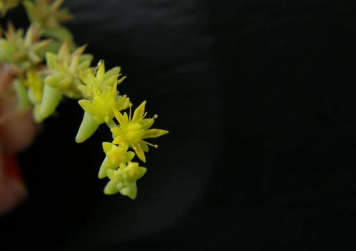 Flower - Frontr View<br>(Location of Picture: Nature Center, Tarrant Co, Texas)