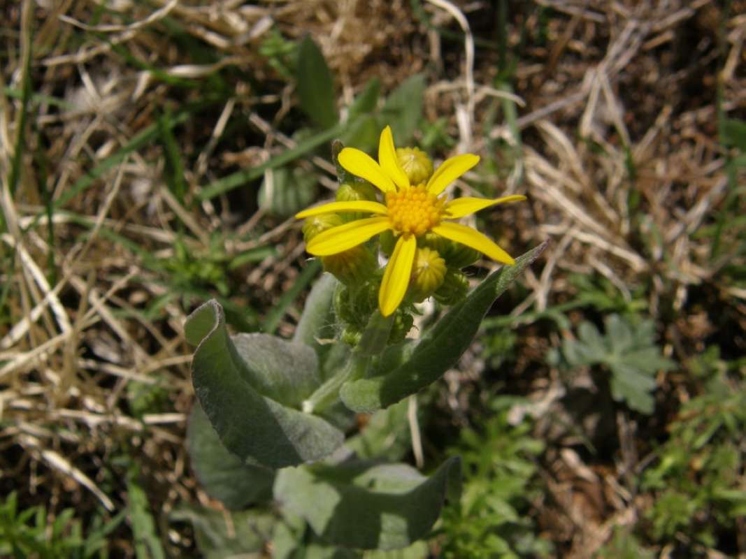 Top of Plant in Bloom<br>(Location of Picture: Hill Country, Texas, 2011)