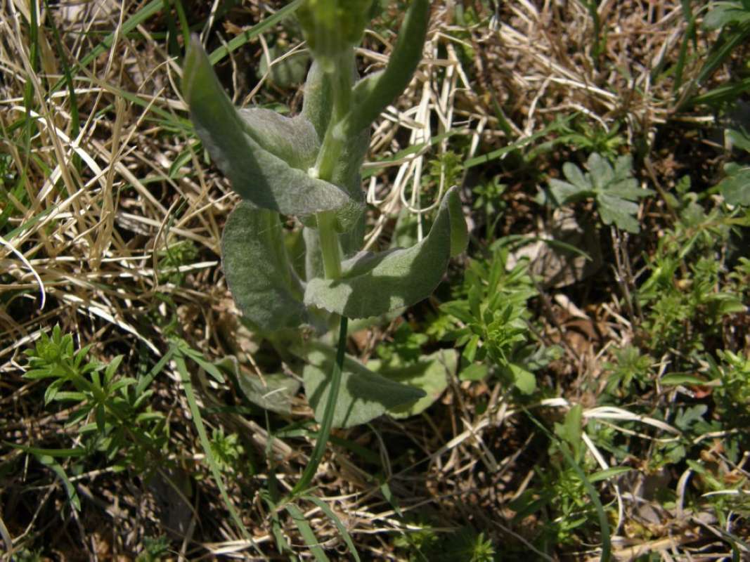 Leaves and Stem<br>(Location of Picture: Hill Country, Texas, 2011)