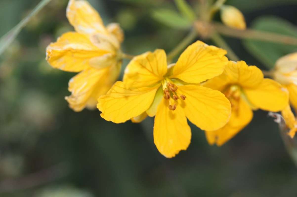 Flower - Front View<br>(Location of Picture: Tandy Hills, Tarrant Co, Texas, '11)