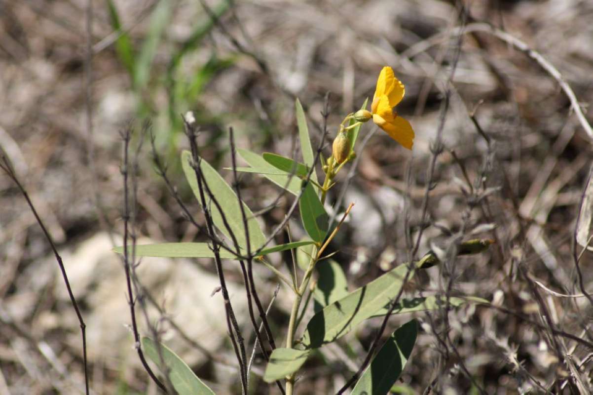 Top of Plant in Bloom<br>(Location of Picture: Tandy Hills, Tarrant Co, Texas, '11)