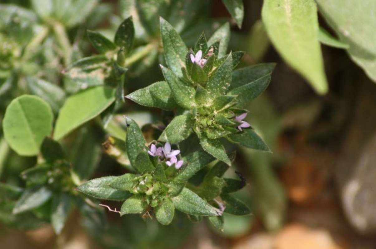 Top of Bloom<br>(Location of Picture: Cooper Lake, Delta Co, Texas, 2011)