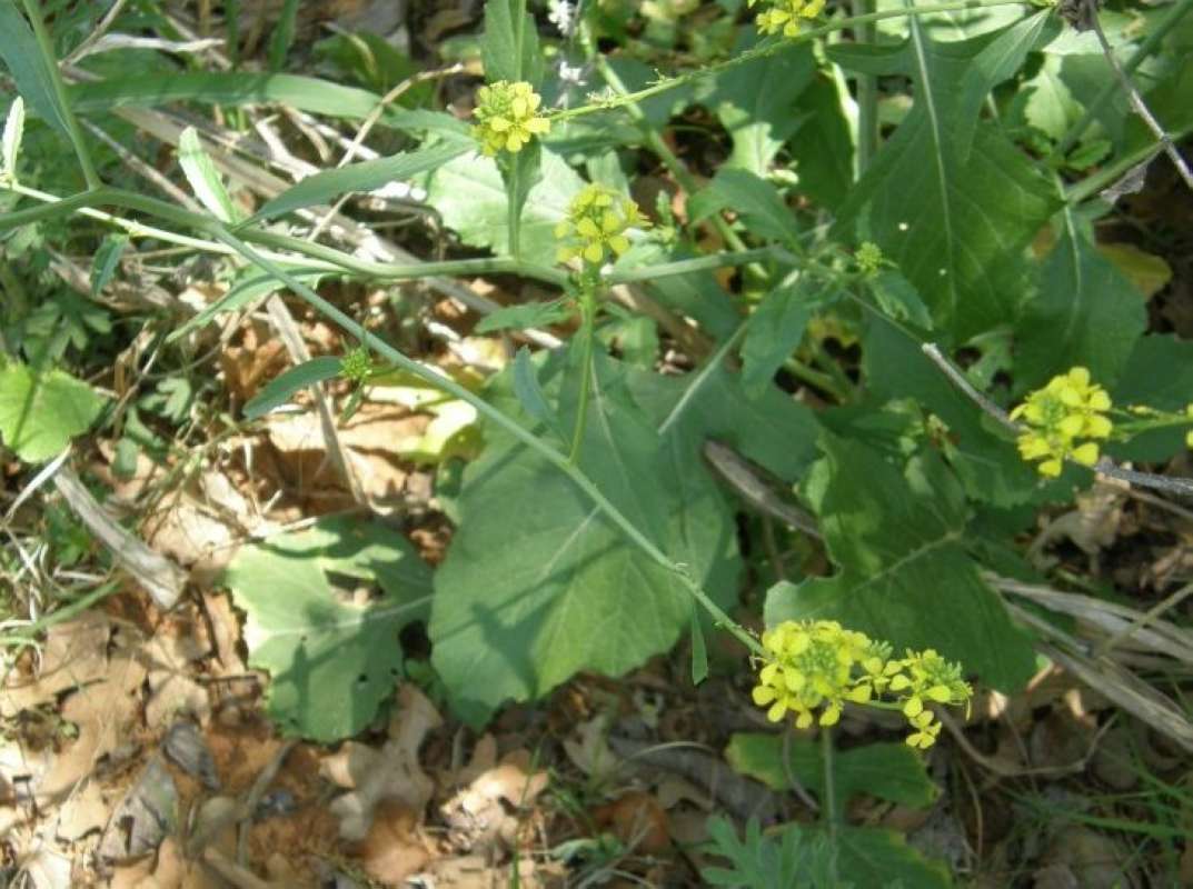 Leaf<br>(Location of Picture: Nature Center, Tarrant Co, Texas)
