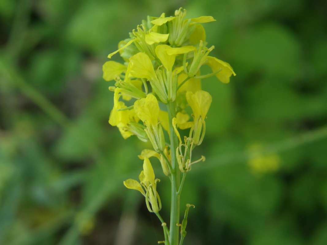 Flower - Side View<br>(Location of Picture: NC, Tarrant Co, Texas, 2011)