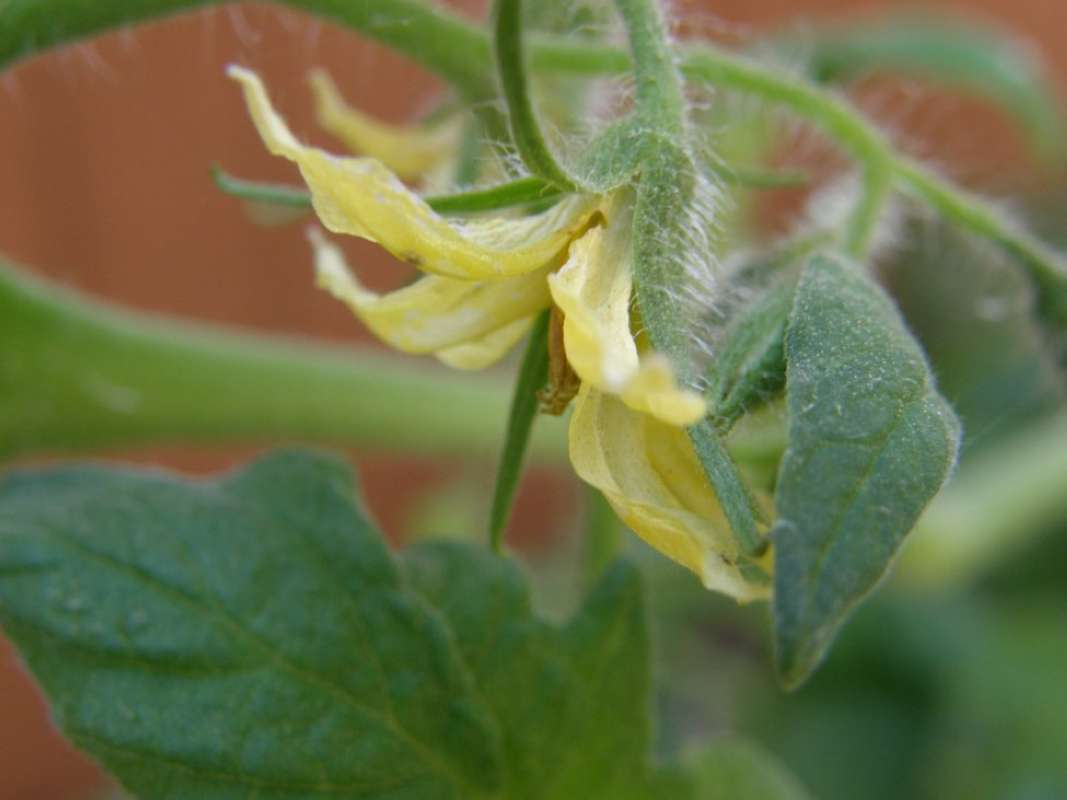 Flower - Side View<br>(Location of Picture: Back Road, Parker Co, Texas, 2011)