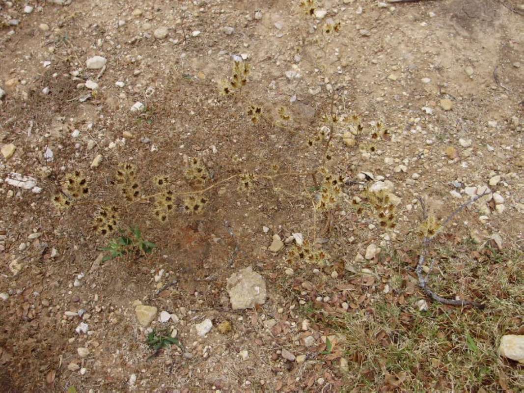 Winter Bur - Habitat<br>(Location of Picture: Tarrant Co, Texas, 2011)