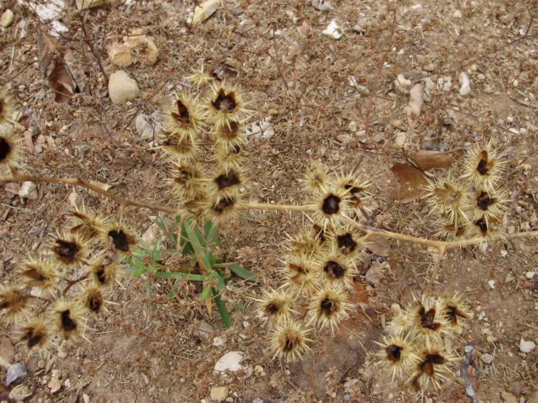 Burs<br>(Location of Picture: Tarrant Co, Texas, 2011)