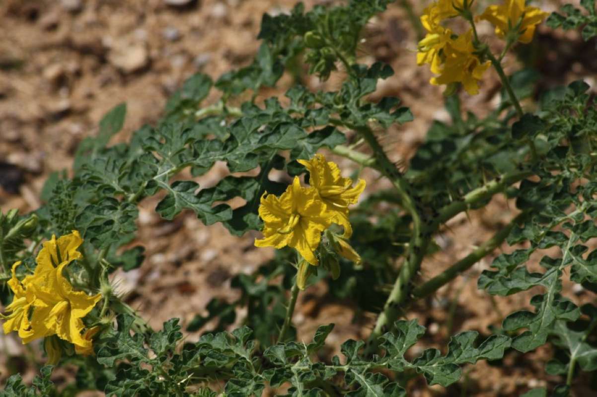 Top of Plant in Bloom<br>(Location of Picture: Tarrant Co, Texas, 2011)