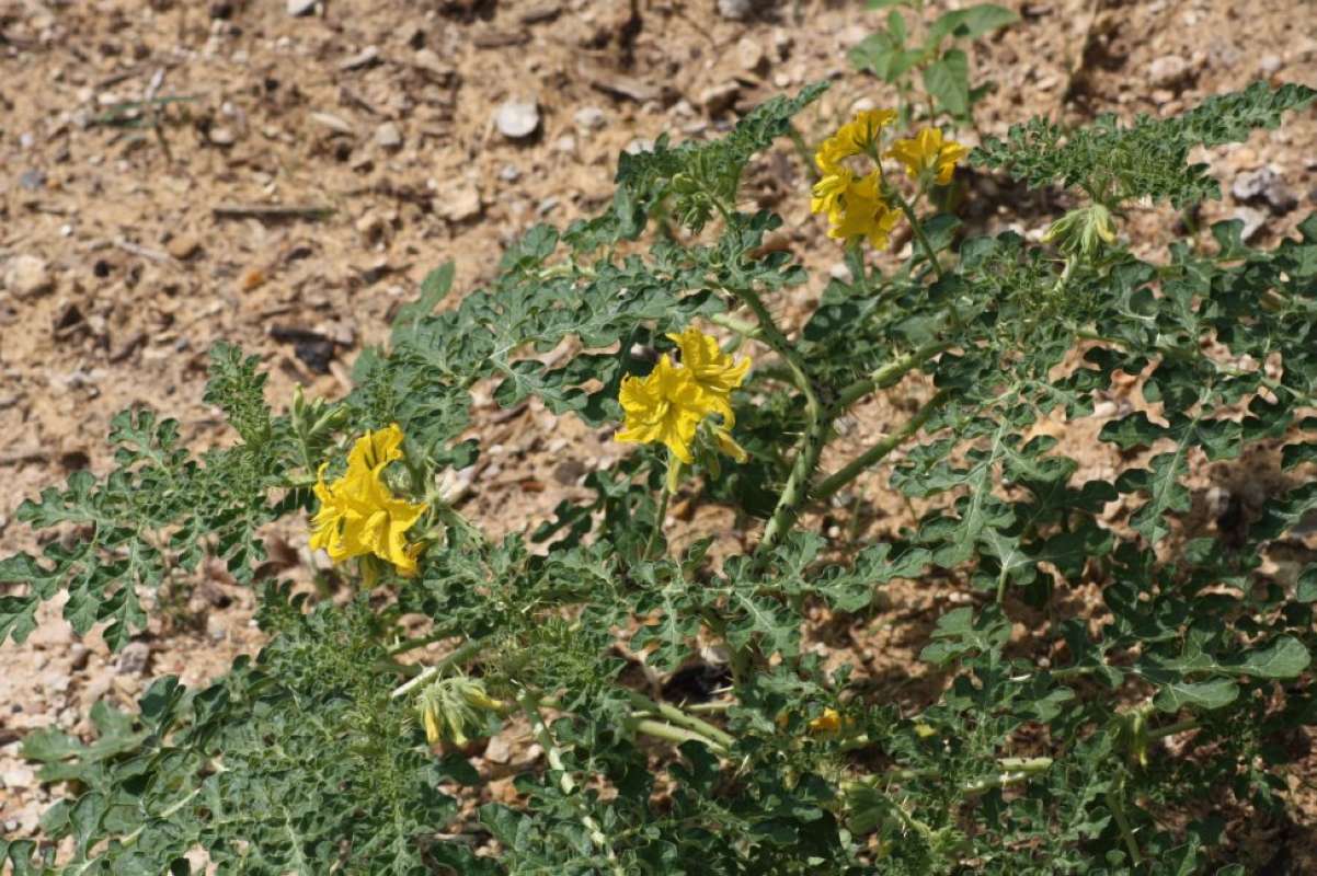 Habitat Summer<br>(Location of Picture: Tarrant Co, Texas, 2011)