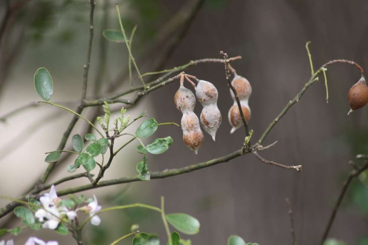 Pods<br>(Location of Picture: Texas, (Bandera,SanPatricio), 2011)