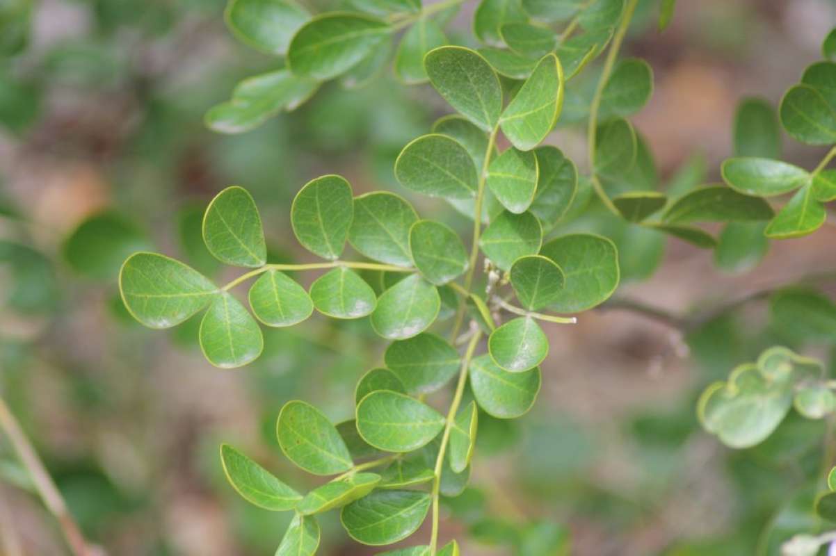 Leaves<br>(Location of Picture: Texas, (Bandera,SanPatricio), 2011)
