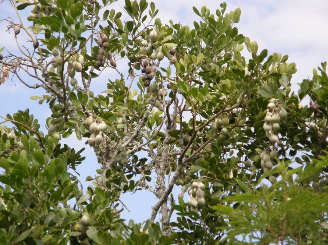 Top of Plant in Fruit<br>(Location of Picture: Texas, (Bandera,SanPatricio), 2011)