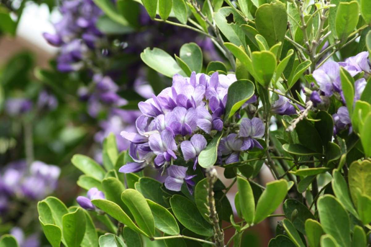 Top of Plant in Bloom<br>(Location of Picture: Texas, (Bandera,SanPatricio), 2011)