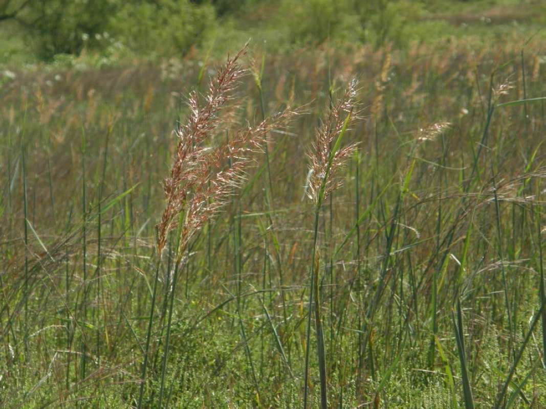 Habitat View #2<br>(Location of Picture: Texas, 2011)