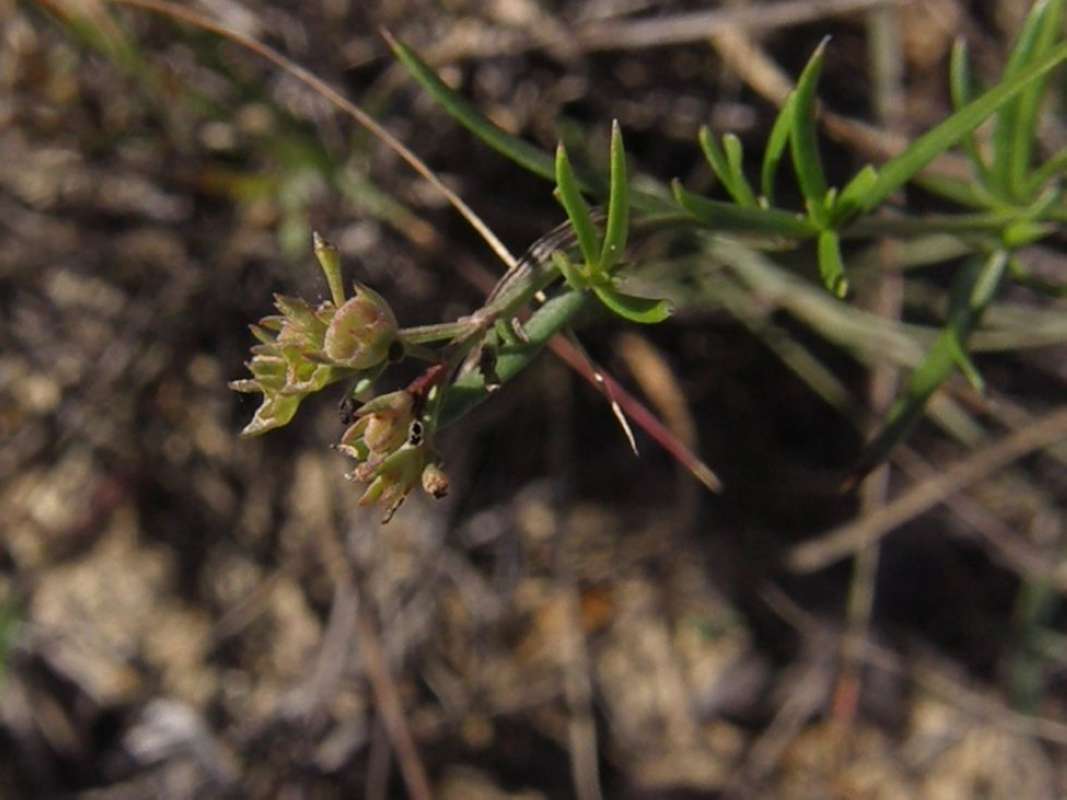Leaves<br>(Location of Picture: Fossil Hill, Montaque Co, Texas, 11)