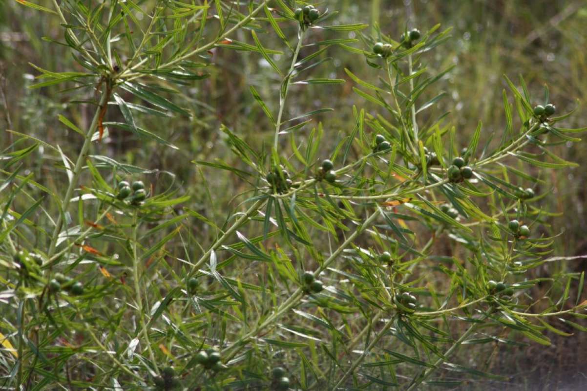 Silhouette - Fall<br>(Location of Picture: Bastrop SP, Texas, 2011)