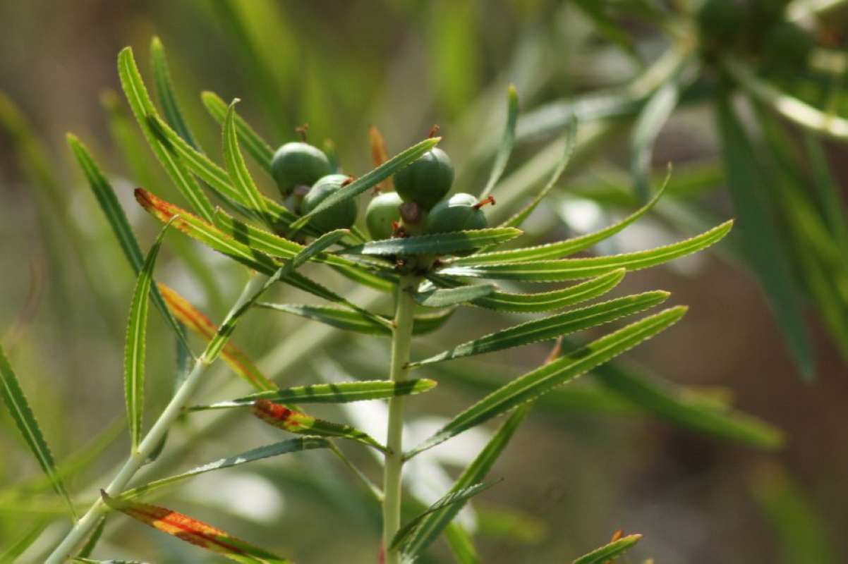Fruits<br>(Location of Picture: Bas. State Park, Texas, 2011)