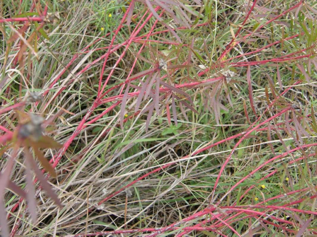 Stems - Late Fall<br>(Location of Picture: Bear Creek, Parker Co, Texas, 2011)