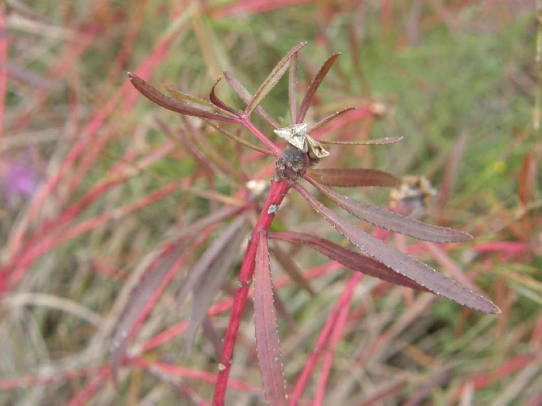 Leaves - Late Fall<br>(Location of Picture: Bear Creek, Parker Co, Texas, 2011)