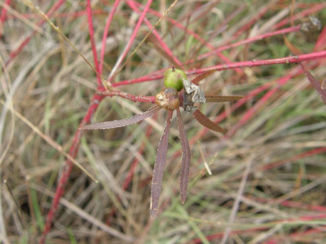 Fruits<br>(Location of Picture: Bear Creek, Parker Co, Texas, 2011)