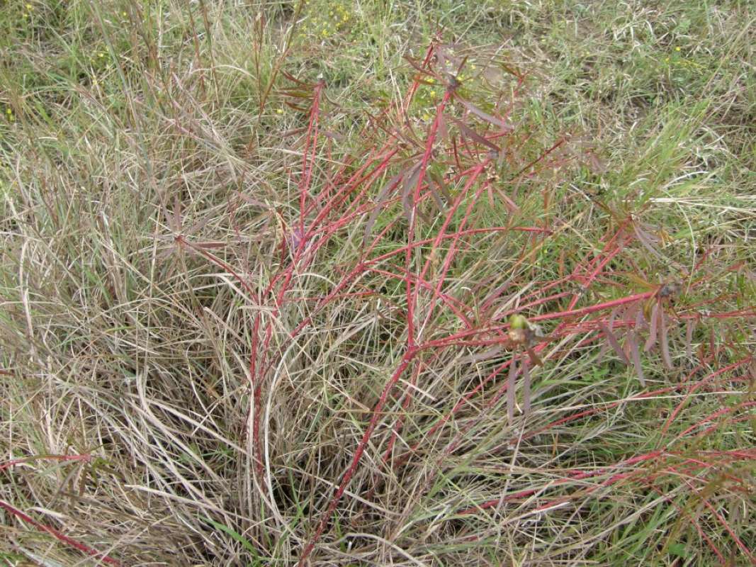 Habitat Vall<br>(Location of Picture: Bear Creek, Parker Co, Texas, 2011)