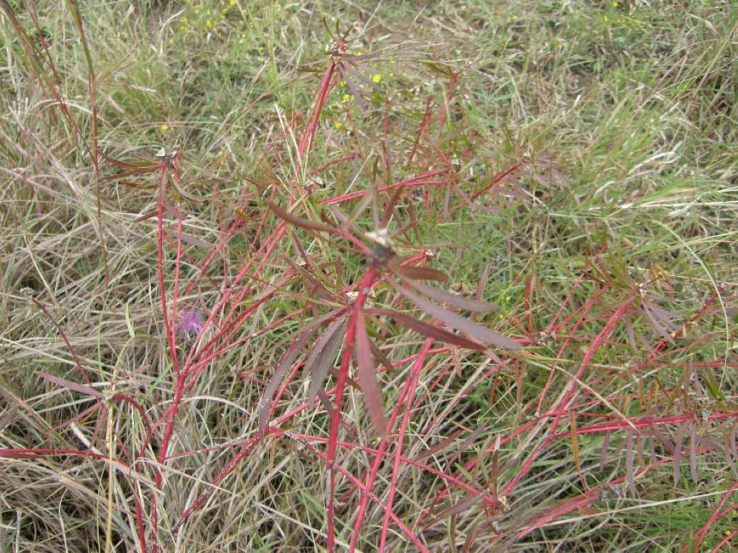 Silhouette - Fall<br>(Location of Picture: Bear Creek, Parker Co, Texas, 2011)