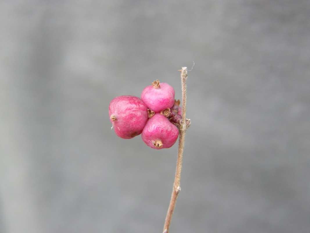 Fruits - Close<br>(Location of Picture: Tarrant Co, Texas, 2011)