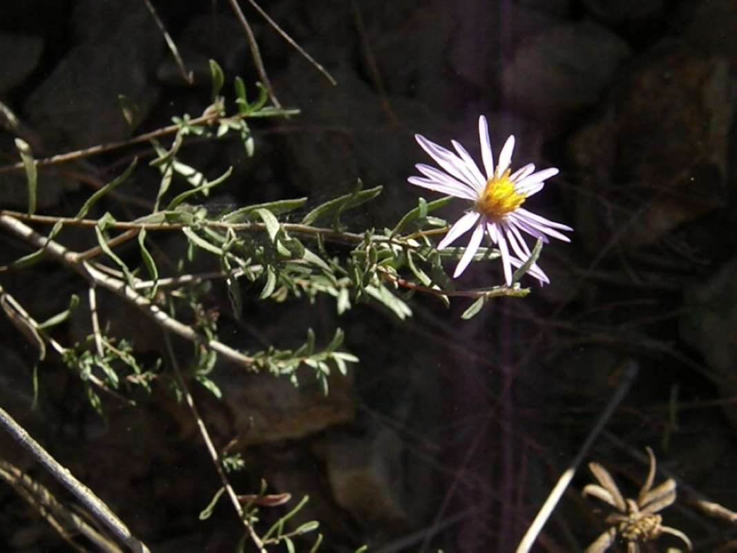Top of Plant in Bloom<br>(Location of Picture: Bear Creek, Parker Co, Texas, 2011)