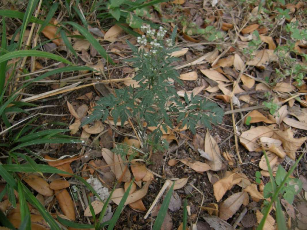 Silhouette<br>(Location of Picture: Bastrop SP, Texas, 2011)